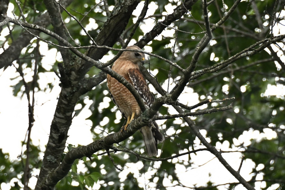 Red-shouldered Hawk - ML636206029