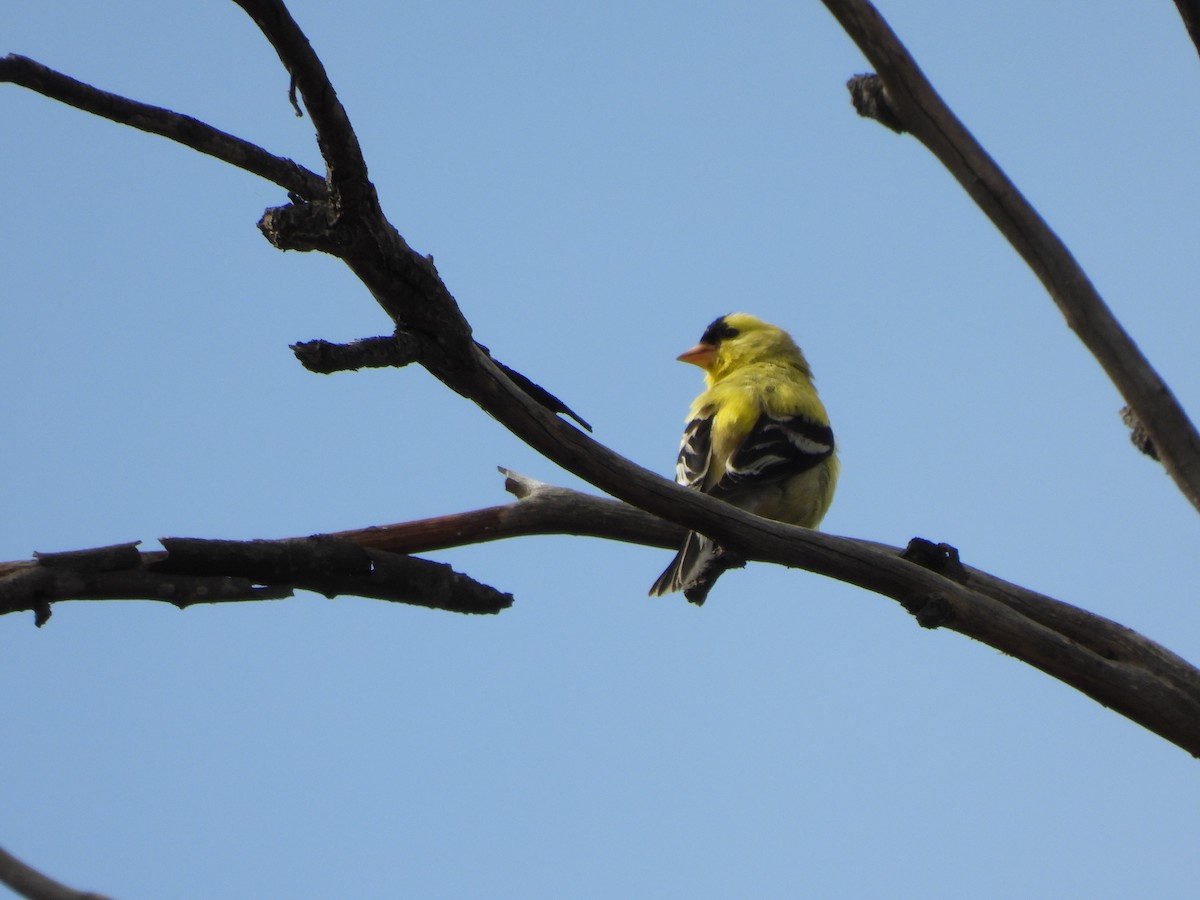 American Goldfinch - ML636206046