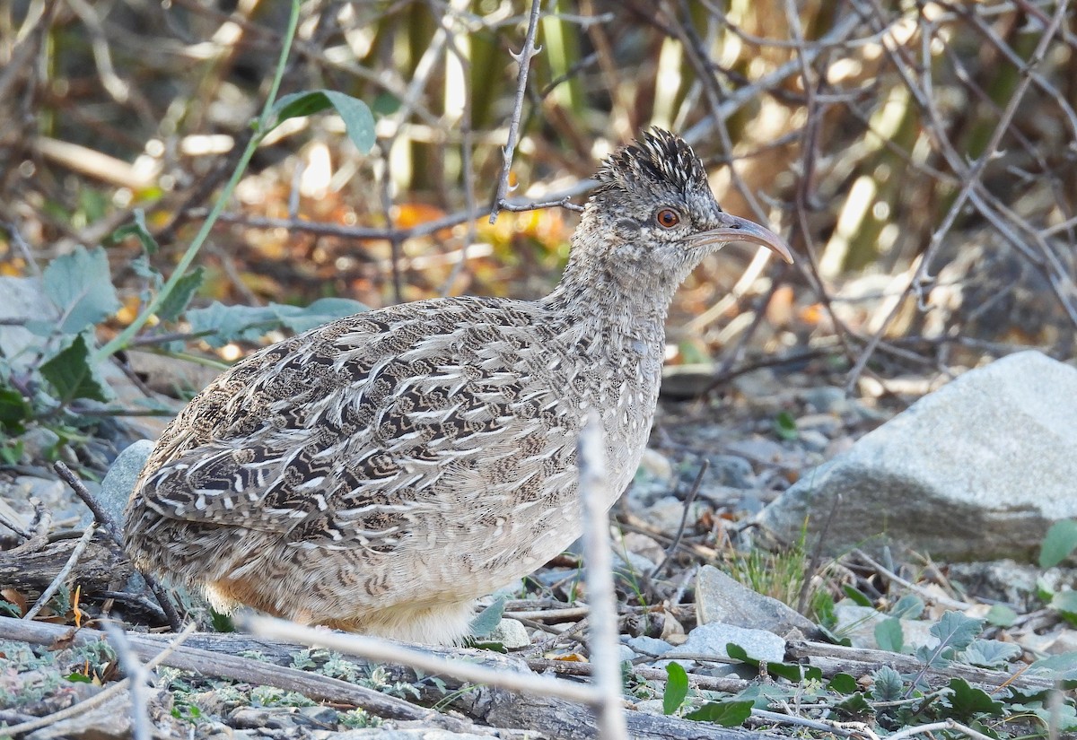 Andean Tinamou - ML636206183