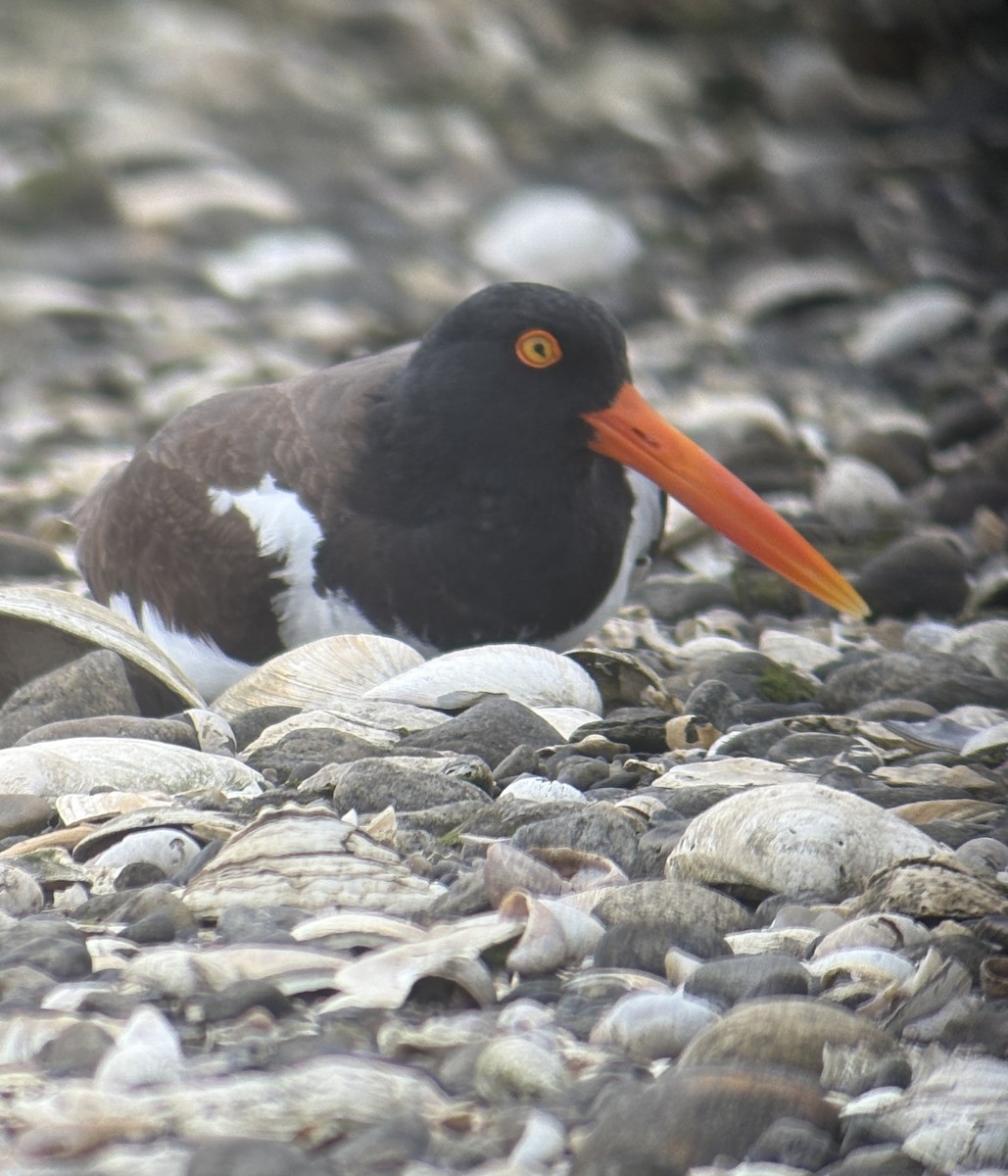 American Oystercatcher - ML636206309