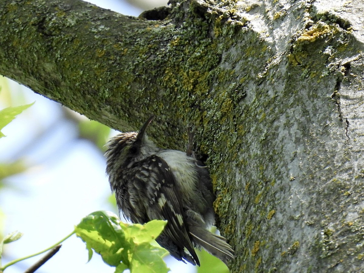Brown Creeper - ML636206345