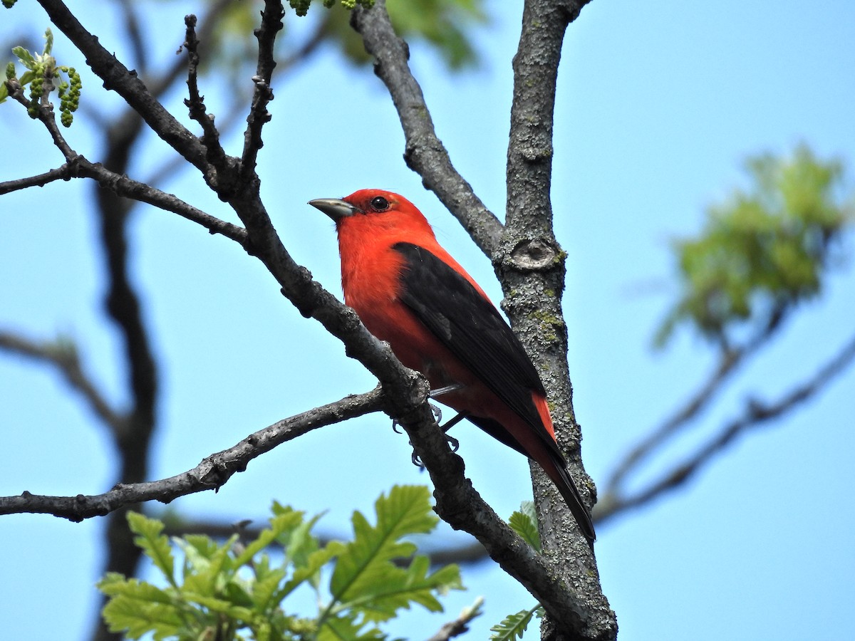 Scarlet Tanager - ML636206486