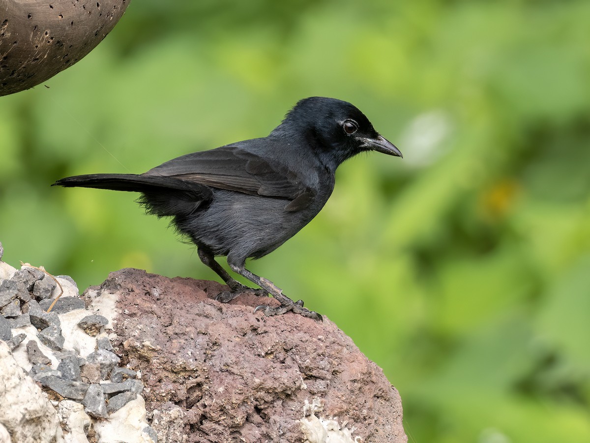 Slate-colored Boubou - Andres Vasquez Noboa