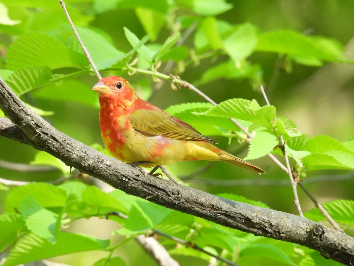 Summer Tanager - ML636206525