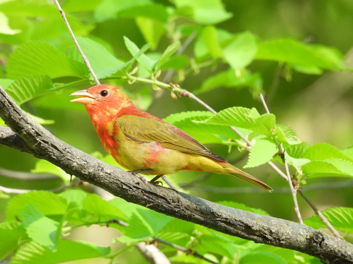 Summer Tanager - ML636206531