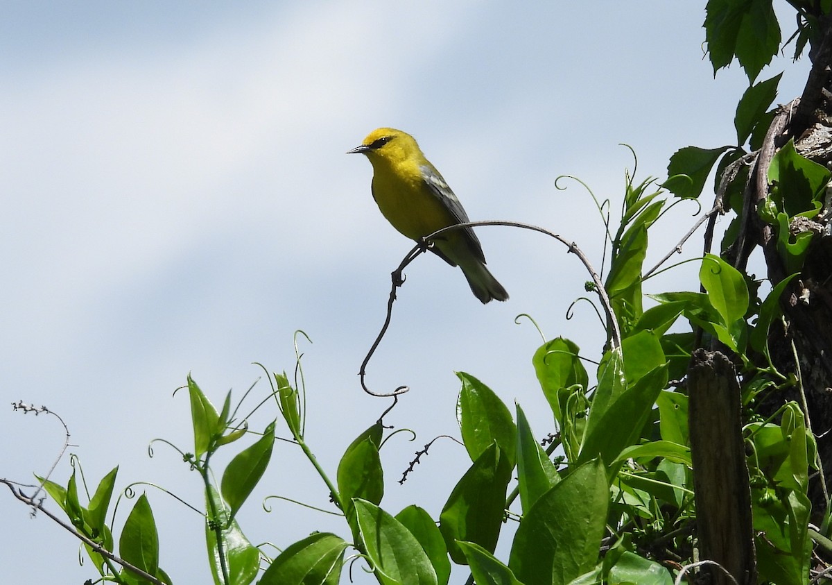 Blue-winged Warbler - ML636206583
