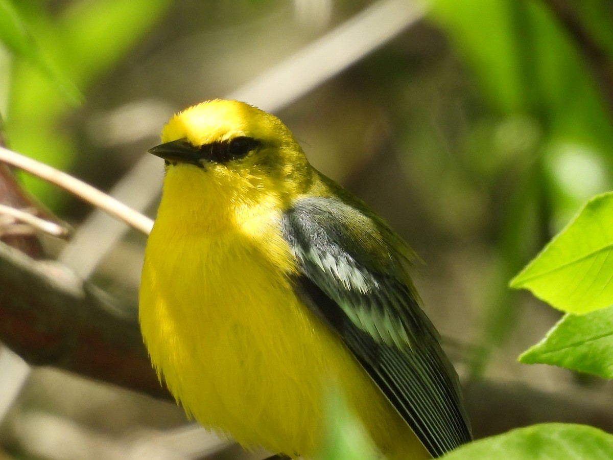 Blue-winged Warbler - ML636206599