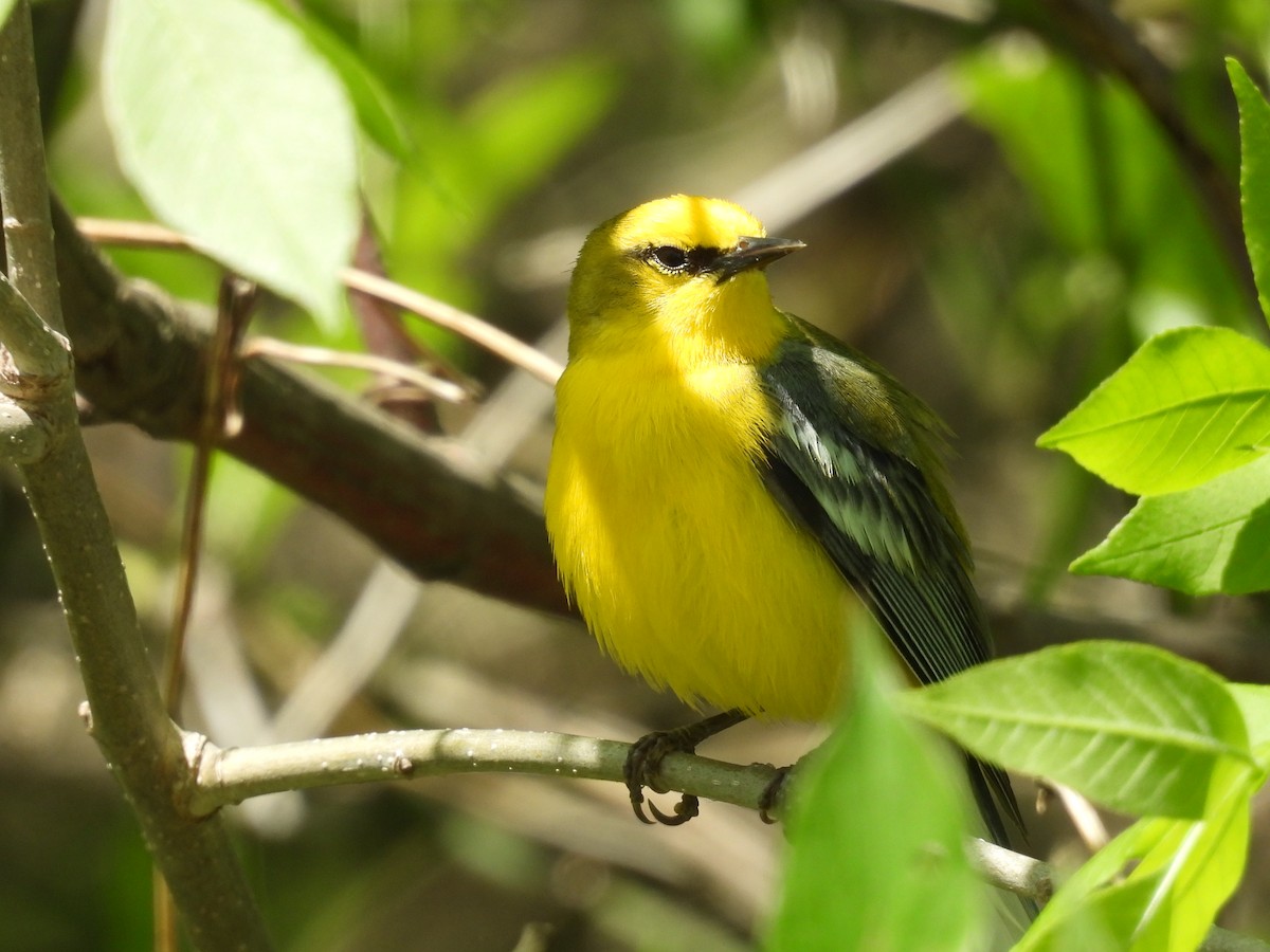 Blue-winged Warbler - ML636206605