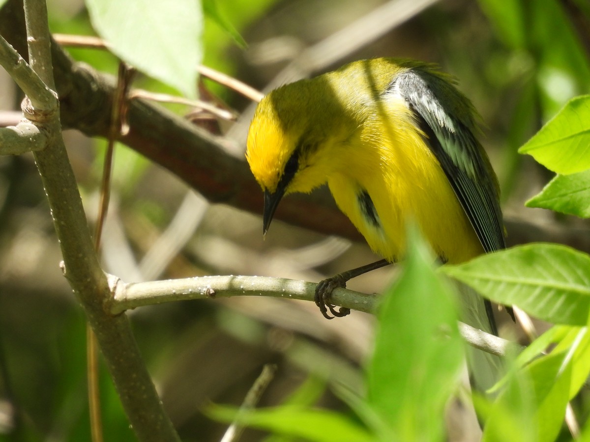Blue-winged Warbler - ML636206606