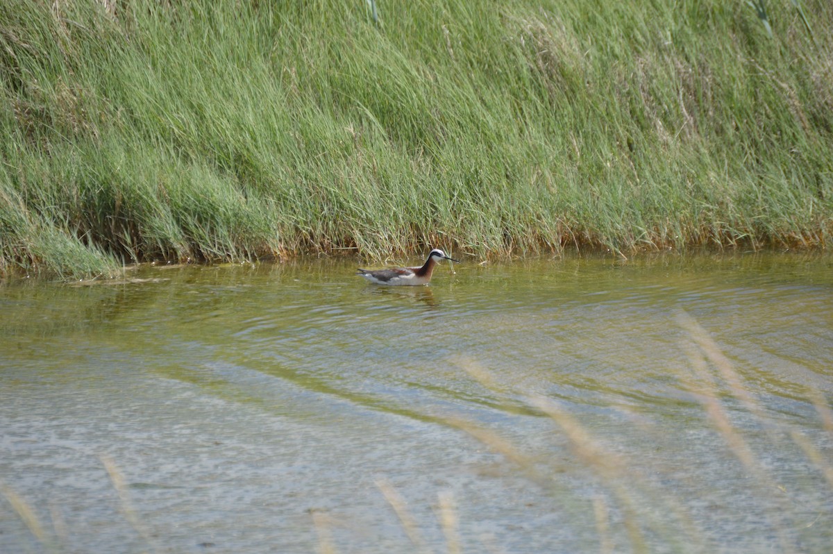 Wilson's Phalarope - ML636206622