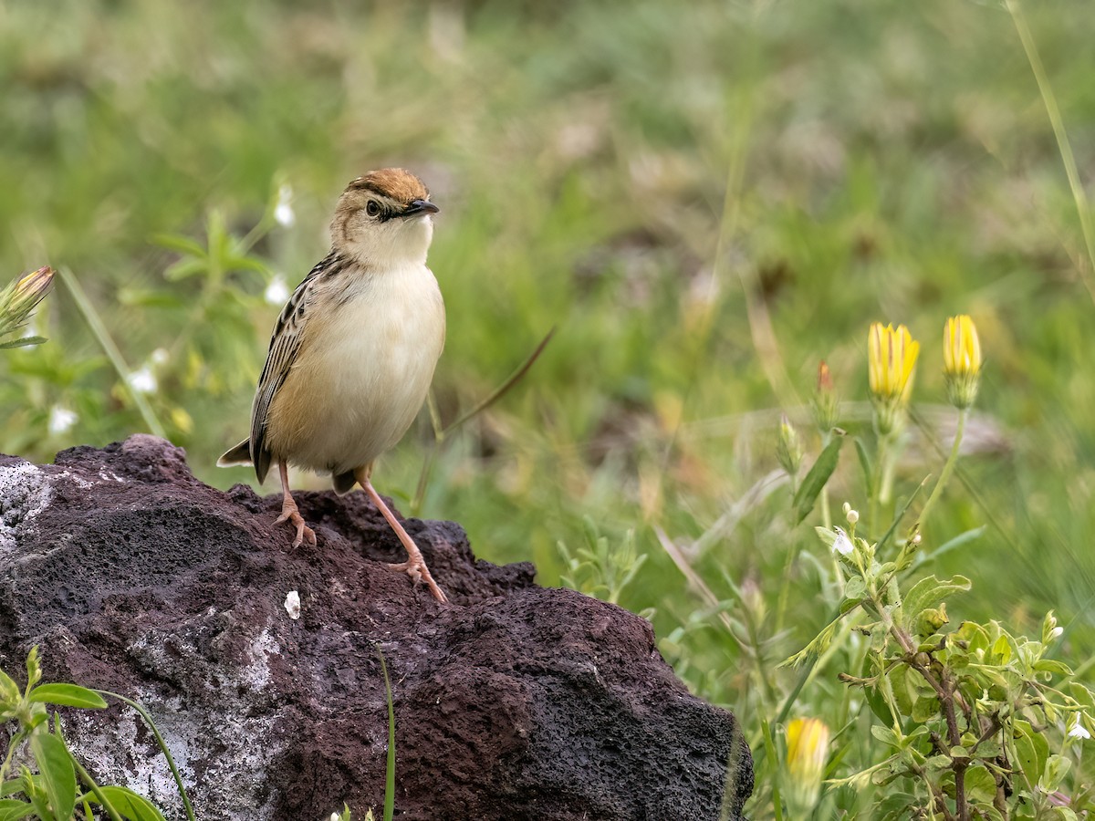 Pectoral-patch Cisticola (Pectoral-patch) - ML636206623