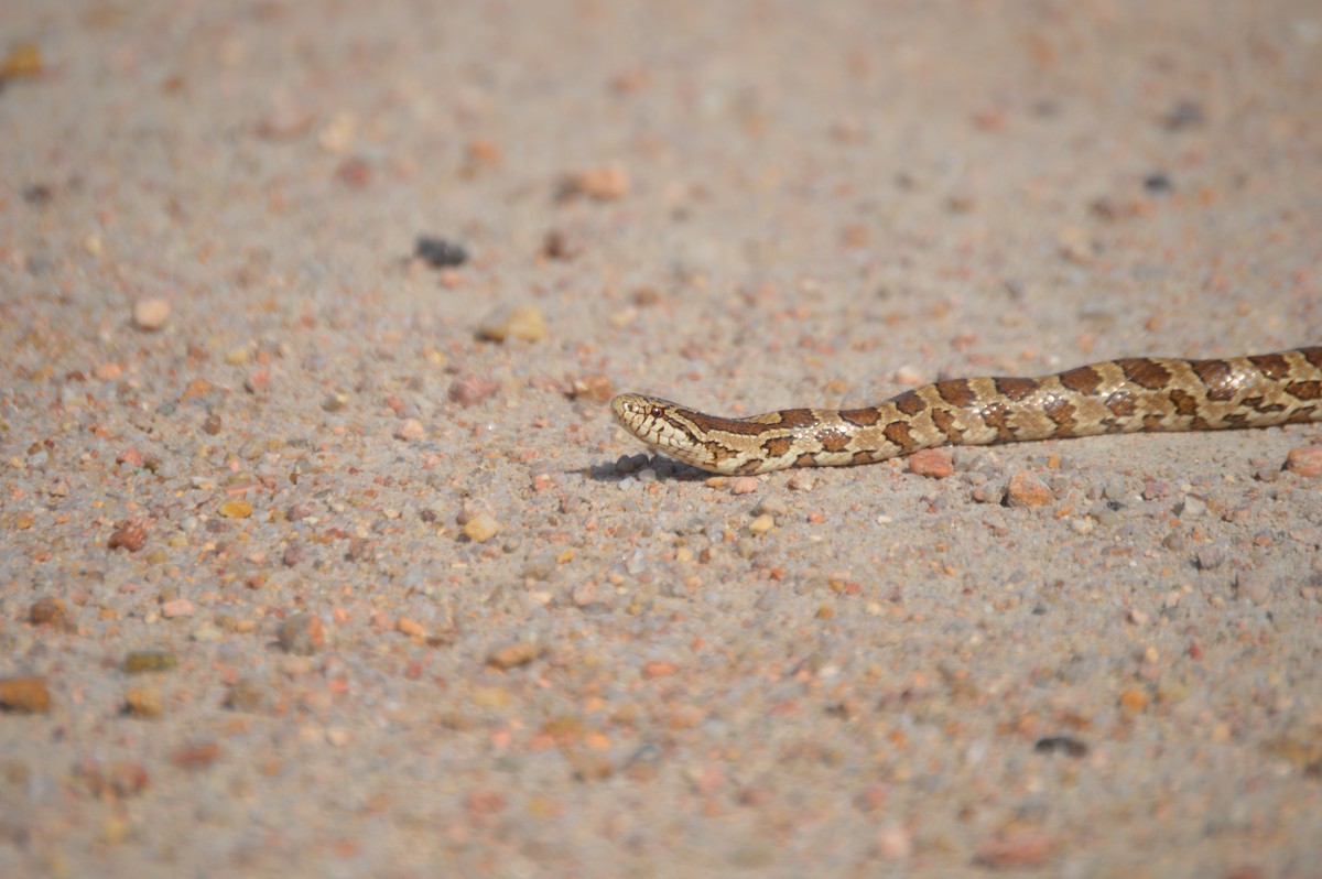 Prairie Kingsnake - ML636206639