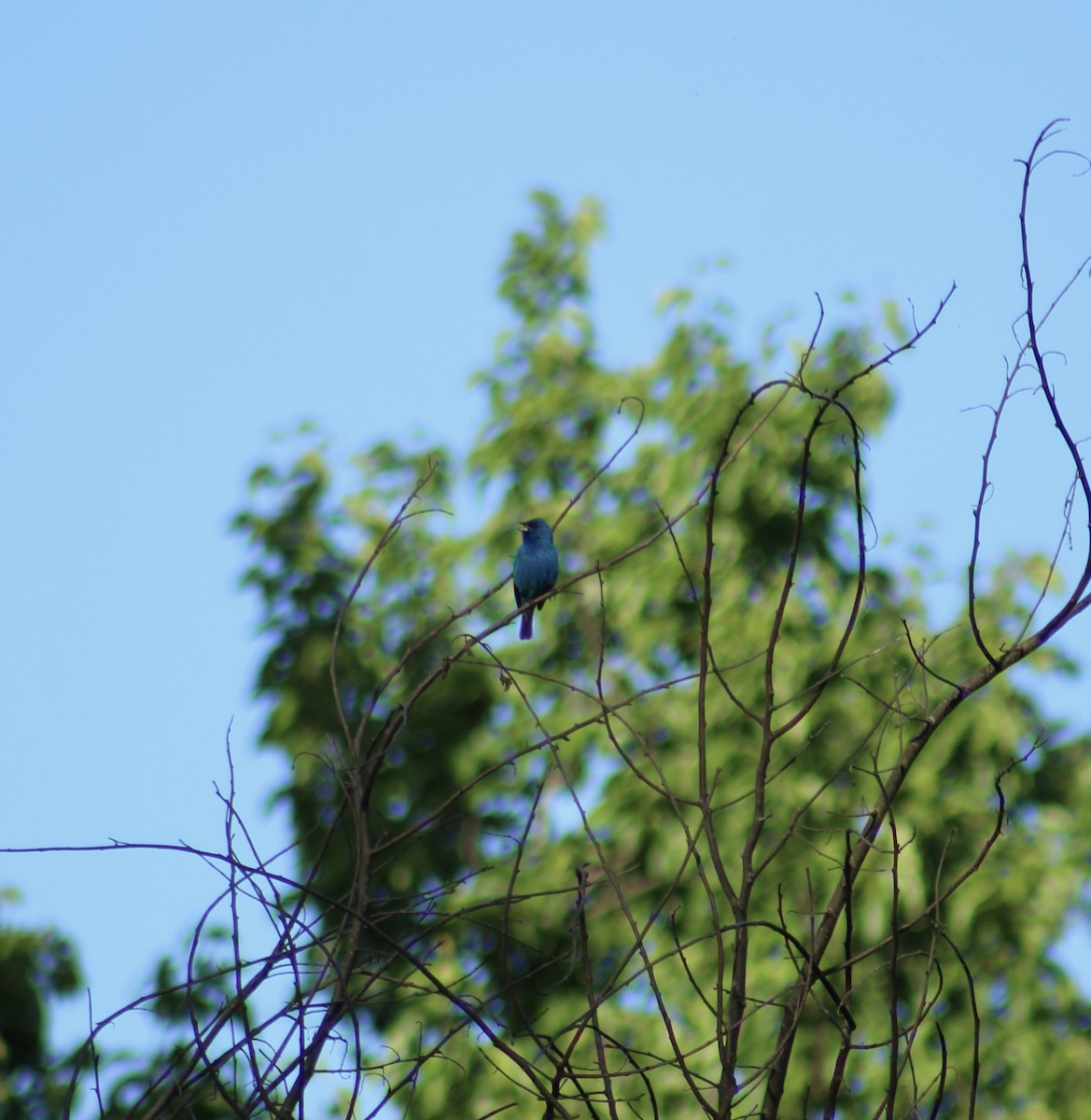 Indigo Bunting - ML636206656