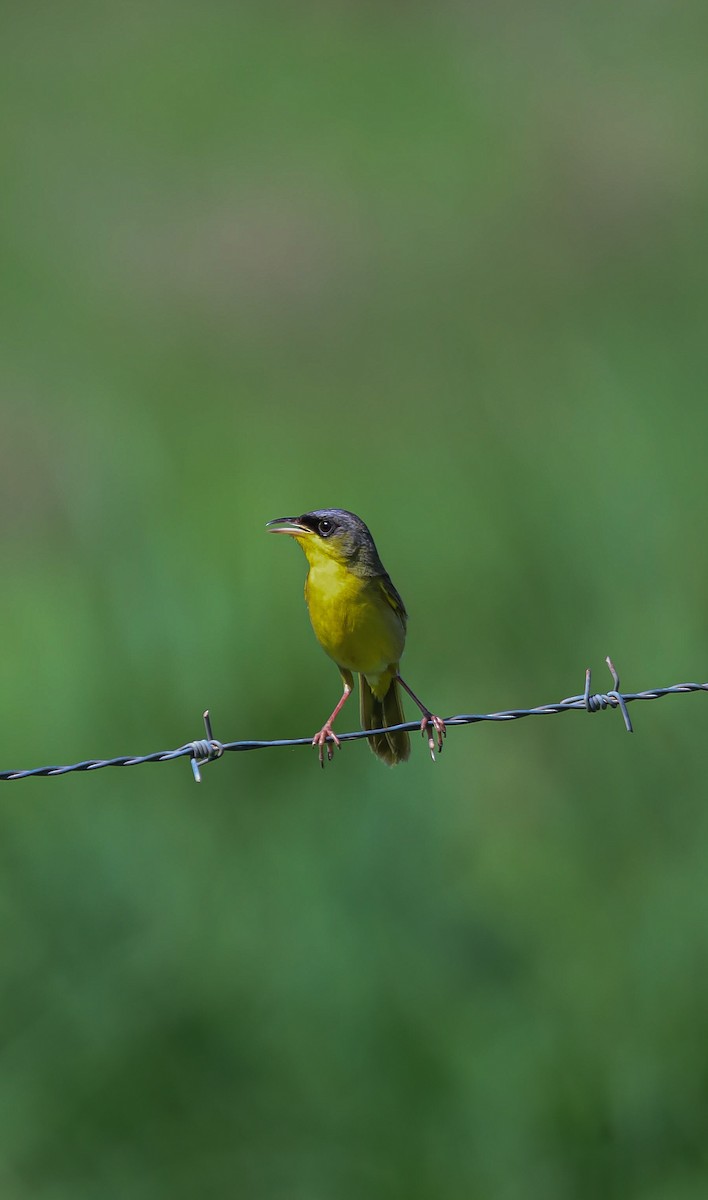 Gray-crowned Yellowthroat - ML636206757