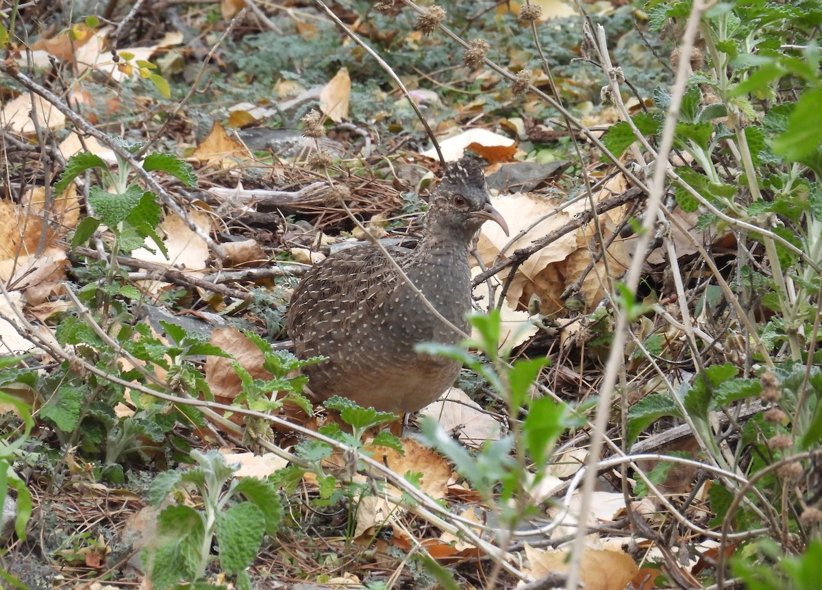 Andean Tinamou - ML636206775