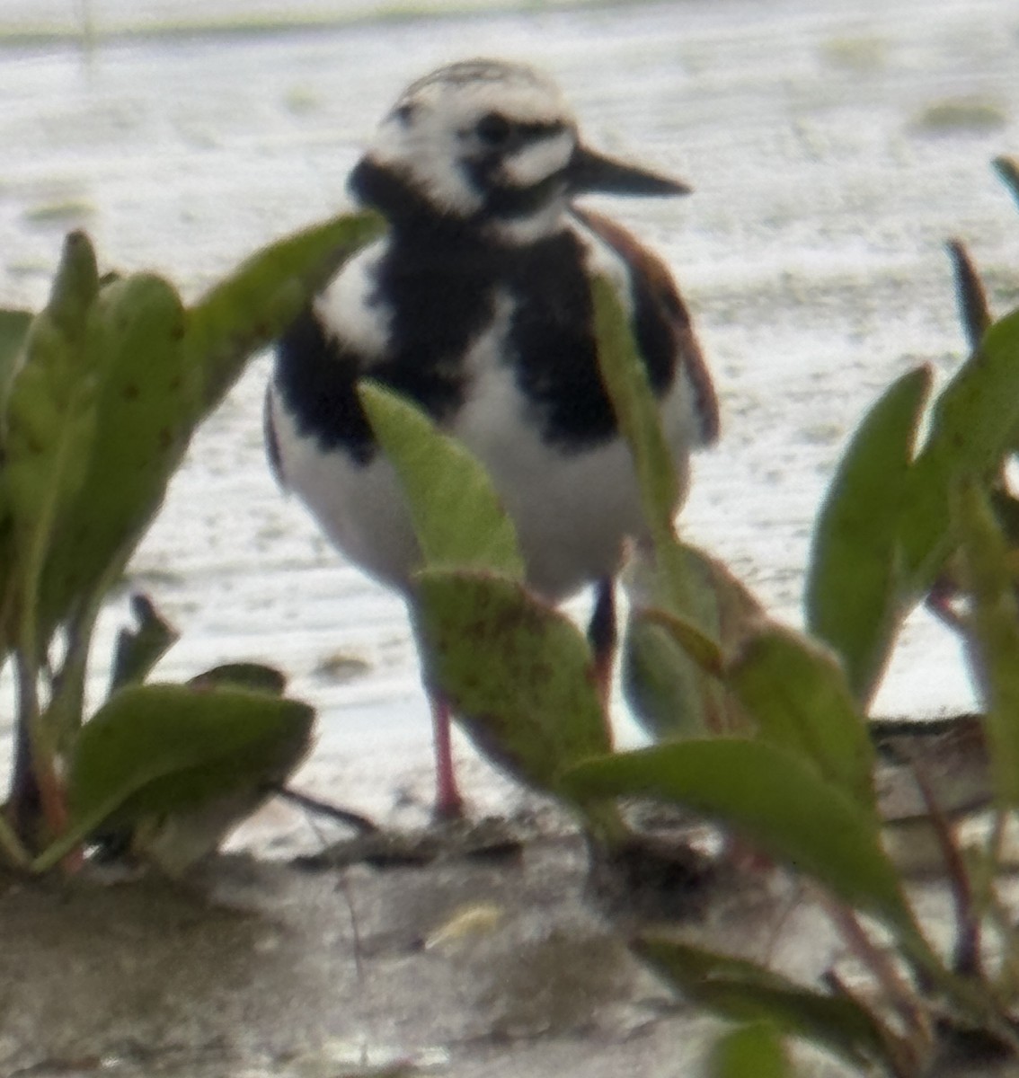 Ruddy Turnstone - ML636206795