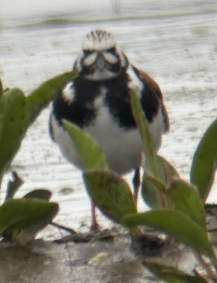 Ruddy Turnstone - ML636206796