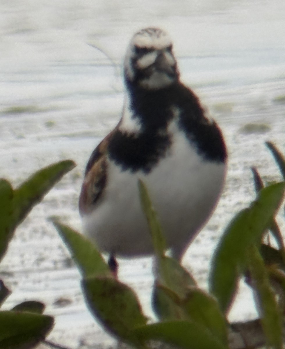Ruddy Turnstone - ML636206797