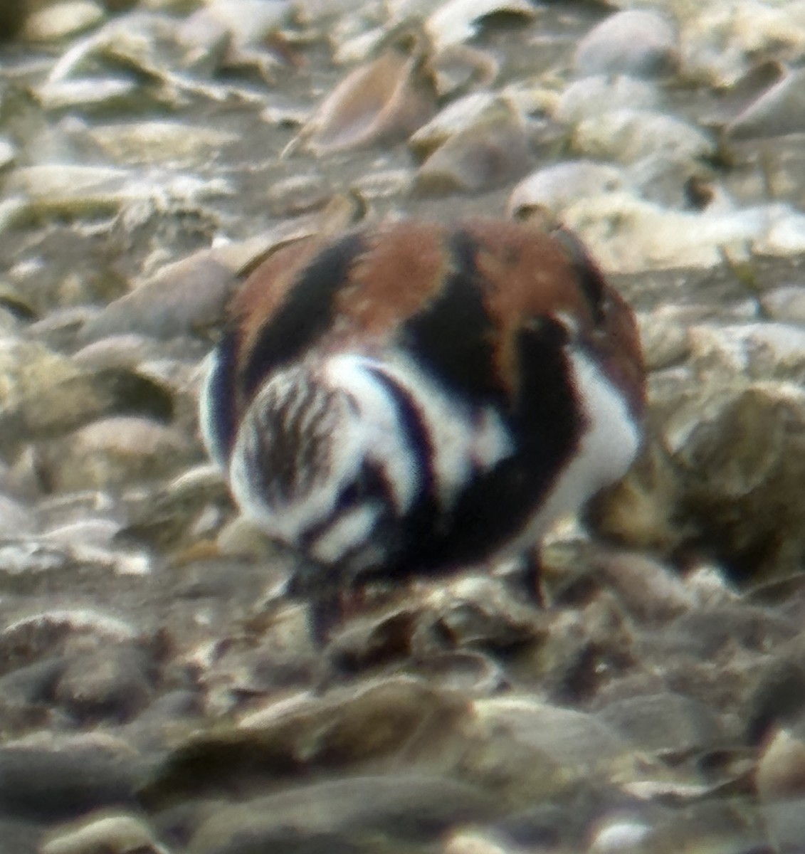 Ruddy Turnstone - ML636206798