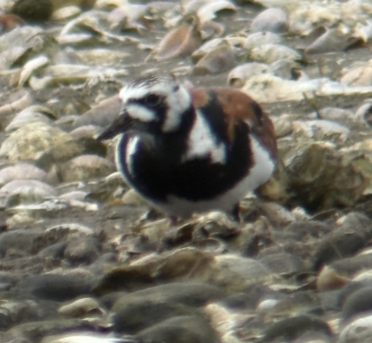 Ruddy Turnstone - ML636206799
