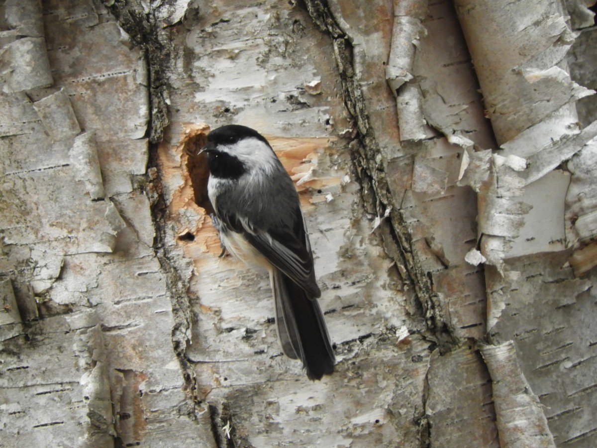 Black-capped Chickadee - ML636206803