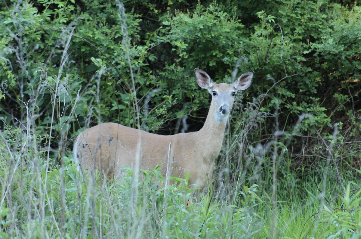 White-tailed Deer - ML636206810