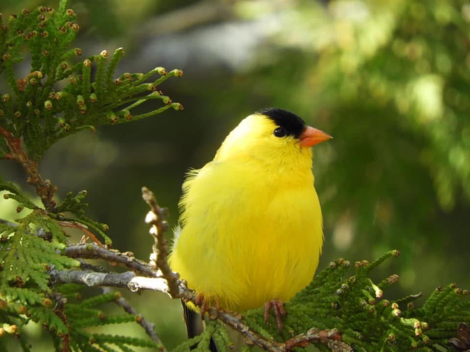 American Goldfinch - ML636206817