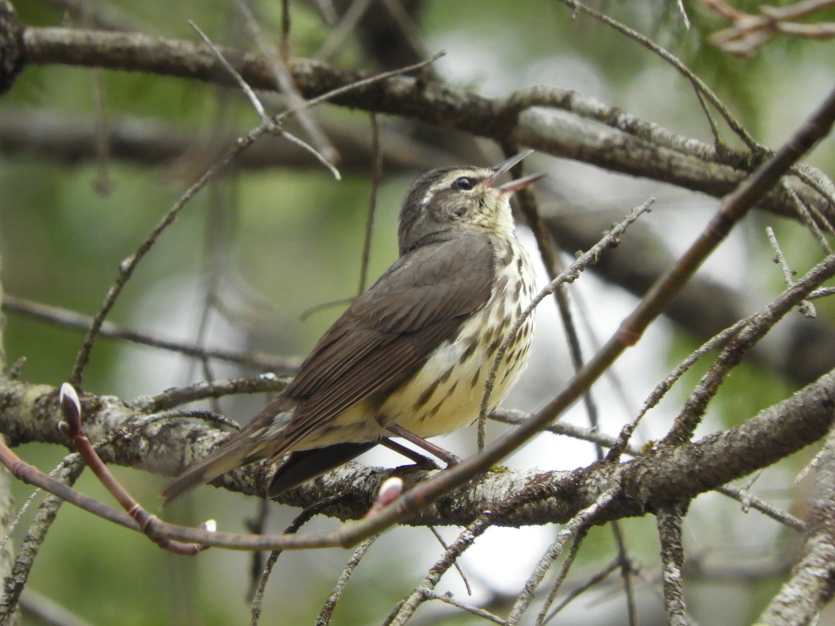 Northern Waterthrush - ML636206845