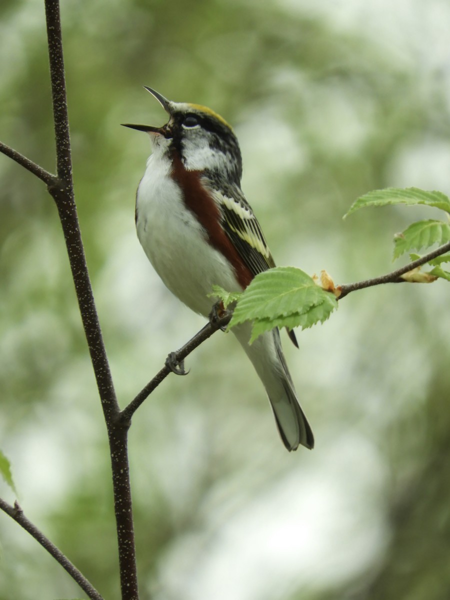 Chestnut-sided Warbler - ML636206872