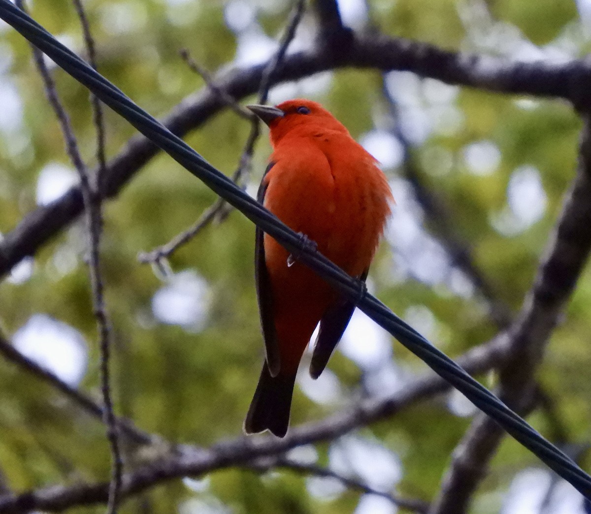 Scarlet Tanager - ML636206890