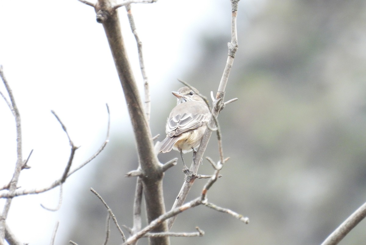 Black-billed Shrike-Tyrant - ML636206900