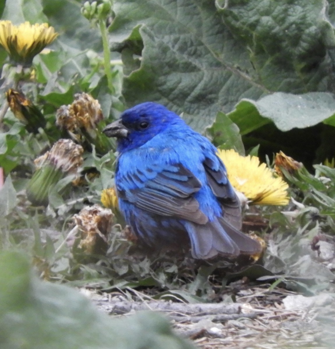 Indigo Bunting - ML636206904