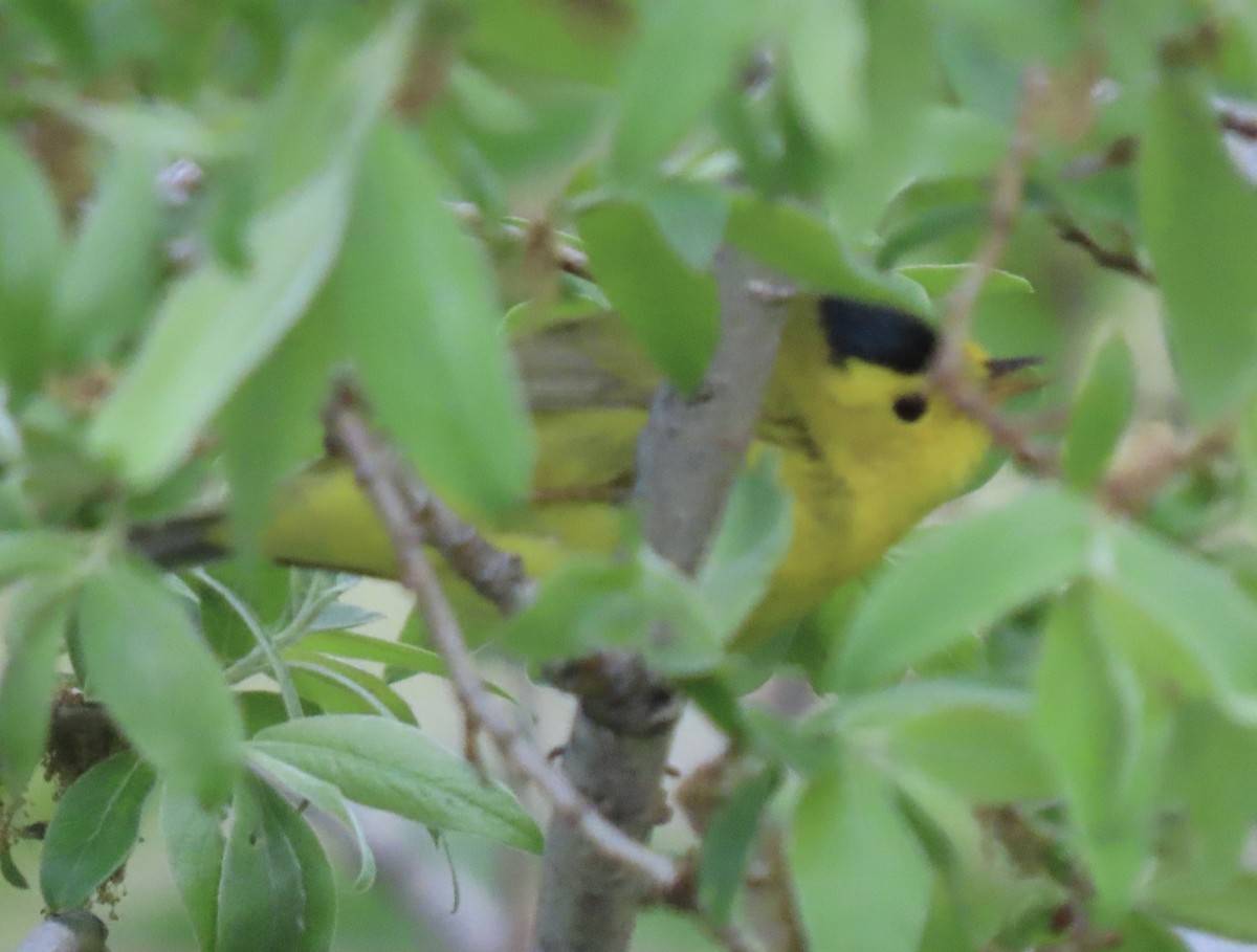 Wilson's Warbler - ML636206949