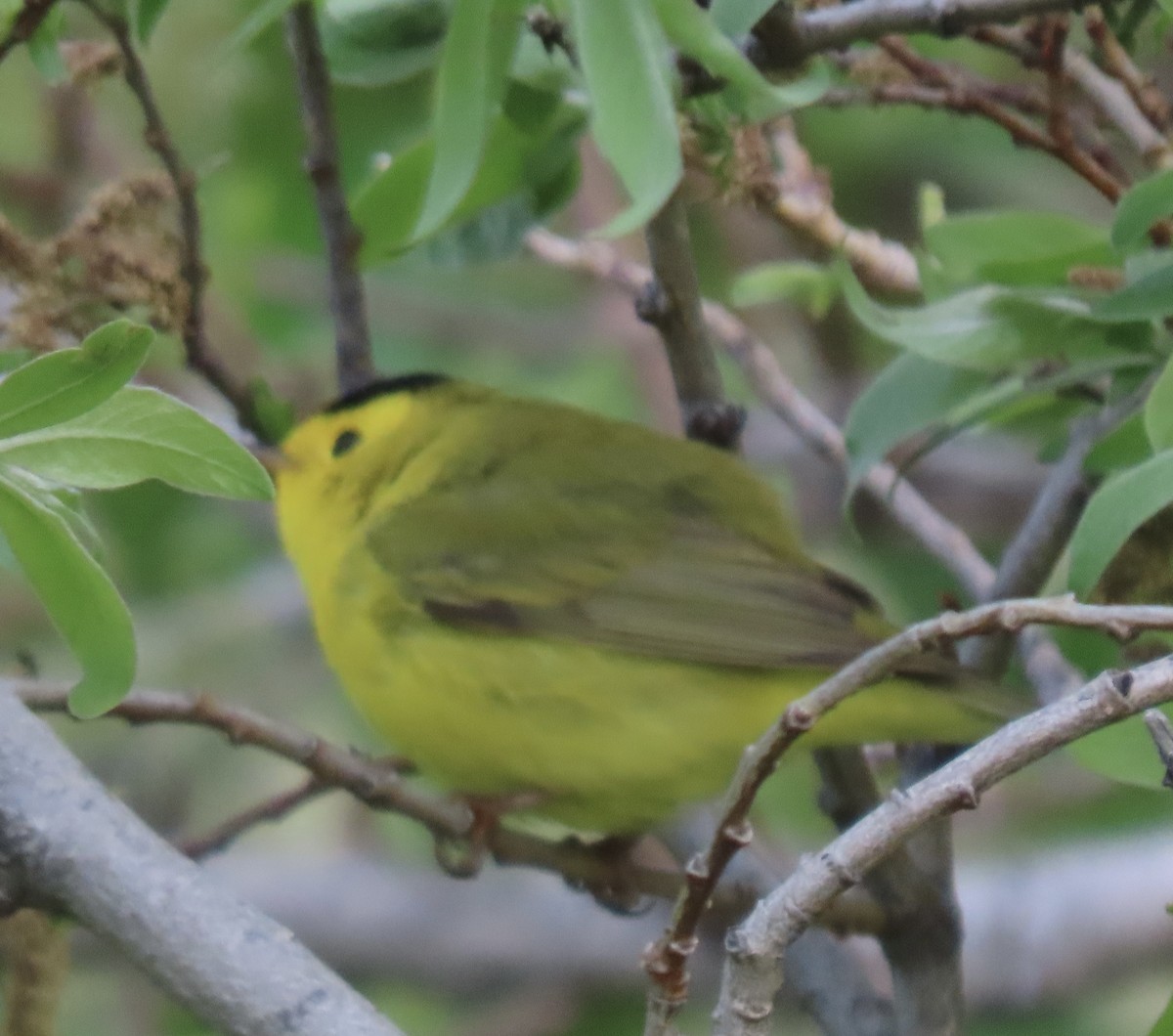 Wilson's Warbler - ML636206971