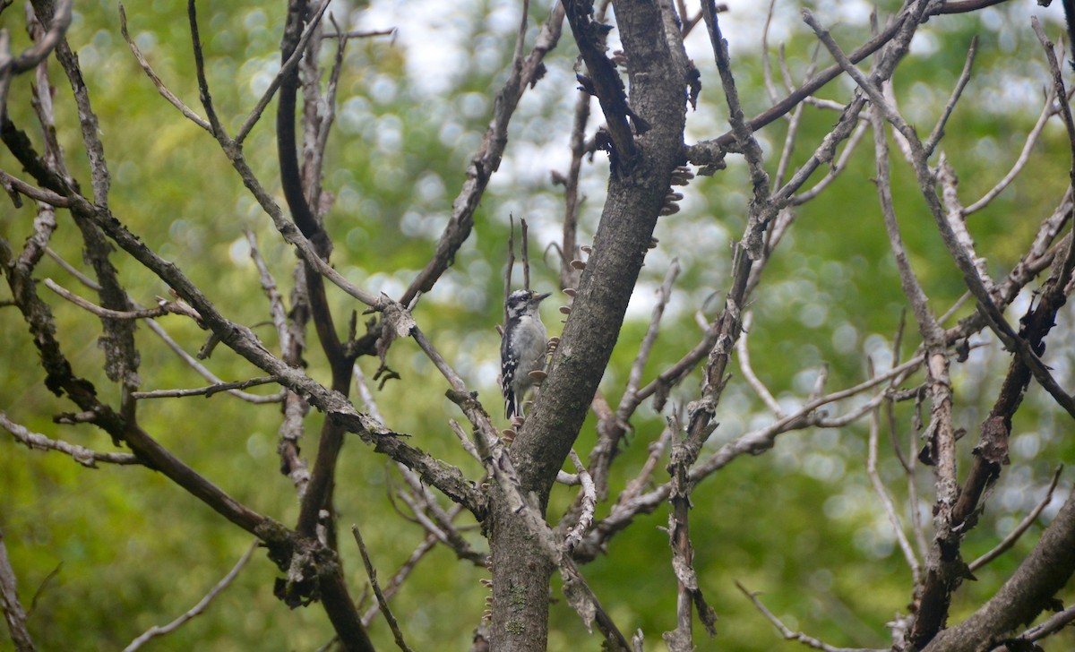 Downy Woodpecker - ML63620701