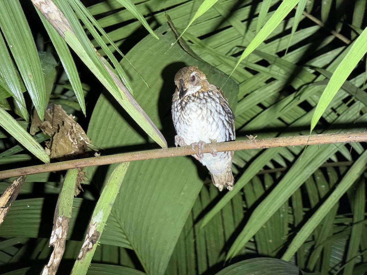 Striated Antthrush - ML636207210