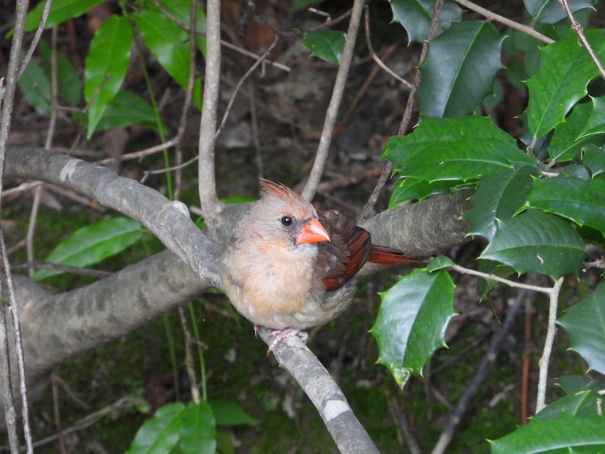 Northern Cardinal - ML636207218