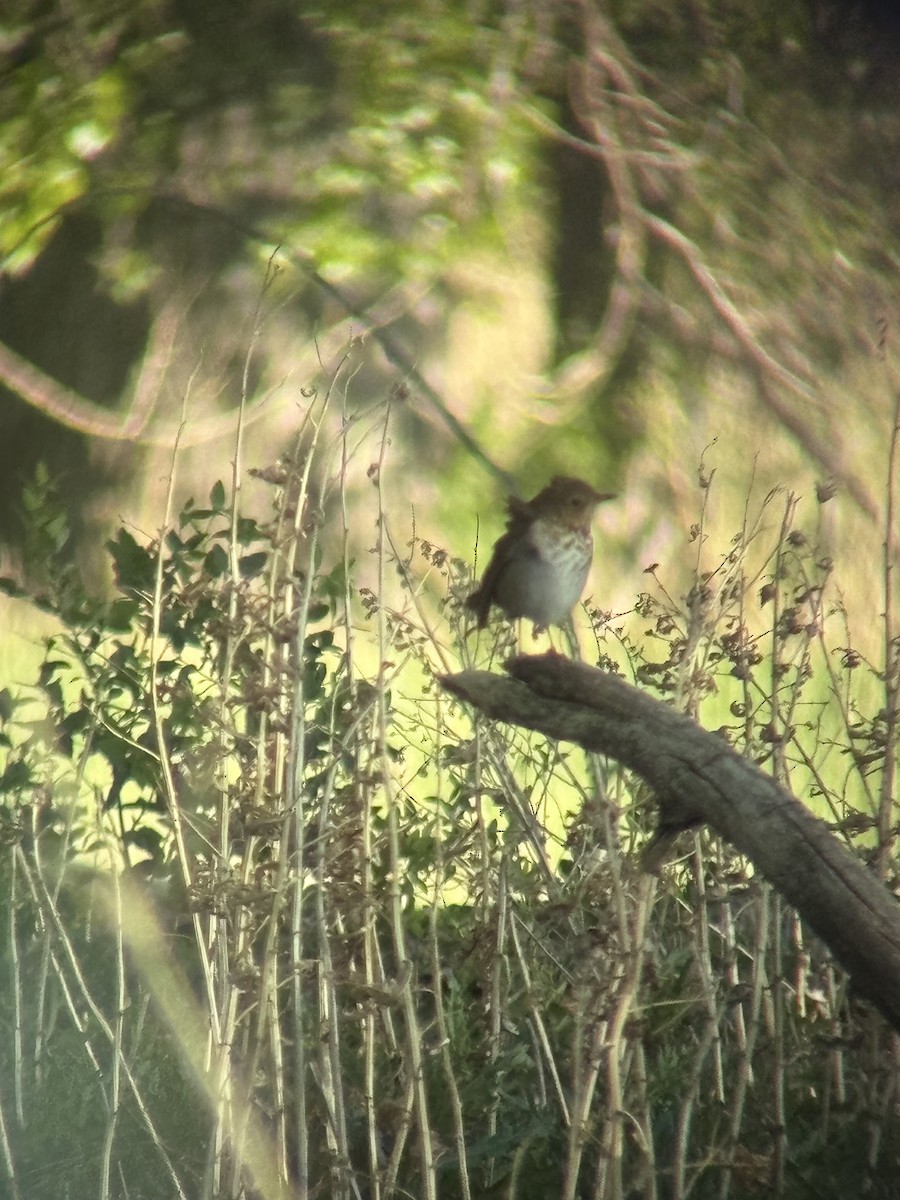 Hermit Thrush - ML636207234