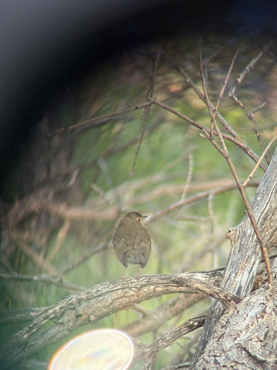 Hermit Thrush - ML636207235