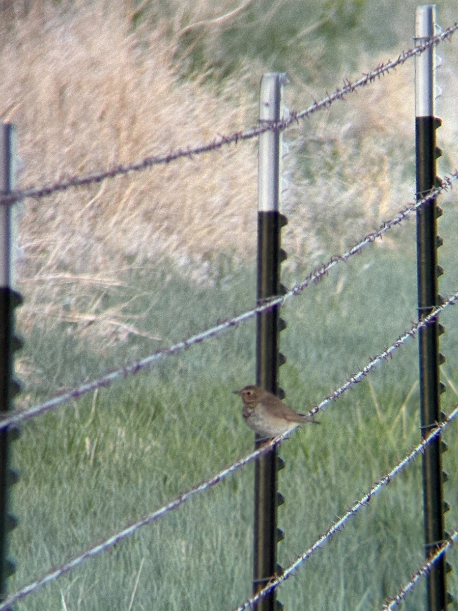 Swainson's Thrush - ML636207254