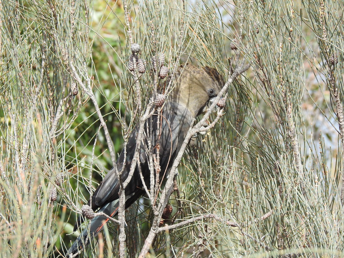Glossy Black-Cockatoo - ML636207304