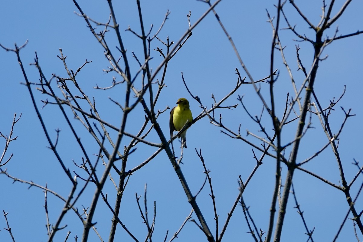 American Goldfinch - ML636207305