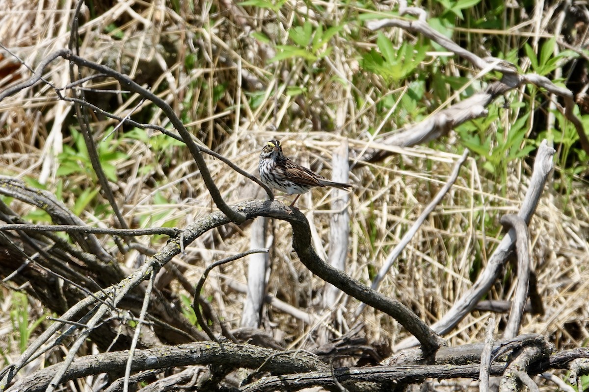 Savannah Sparrow - ML636207310