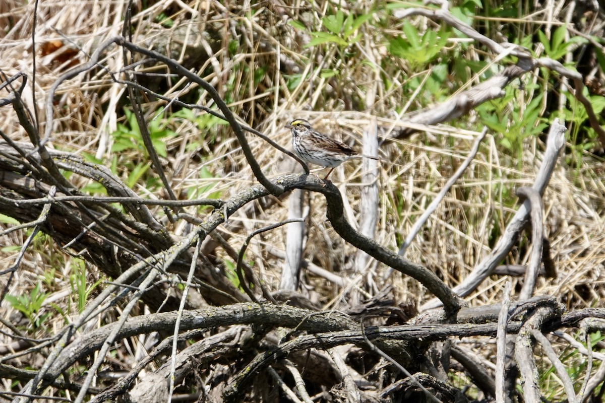 Savannah Sparrow - ML636207311