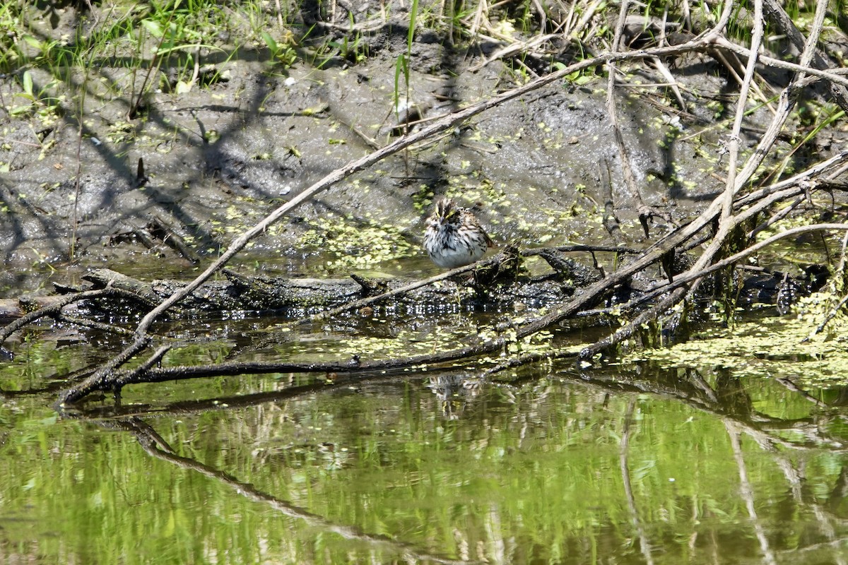 Savannah Sparrow - ML636207313