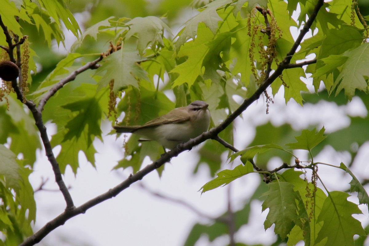 Red-eyed Vireo - ML636207314