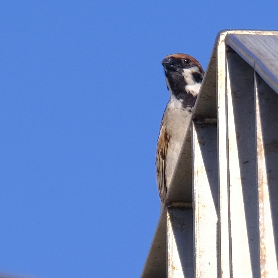 Eurasian Tree Sparrow - ML636207315