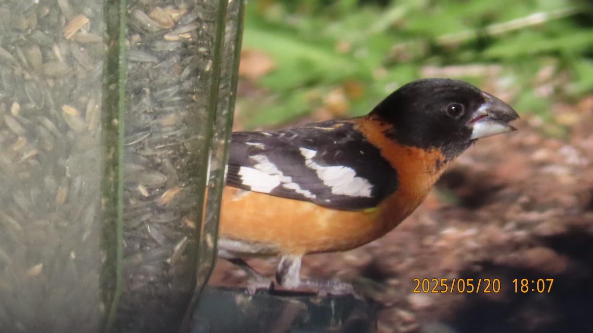 Black-headed Grosbeak - ML636207316