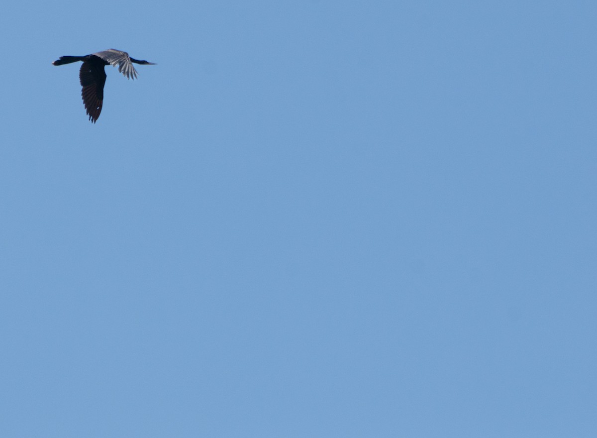 Anhinga - ML636207317