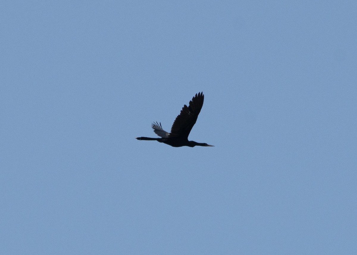 Anhinga - ML636207318